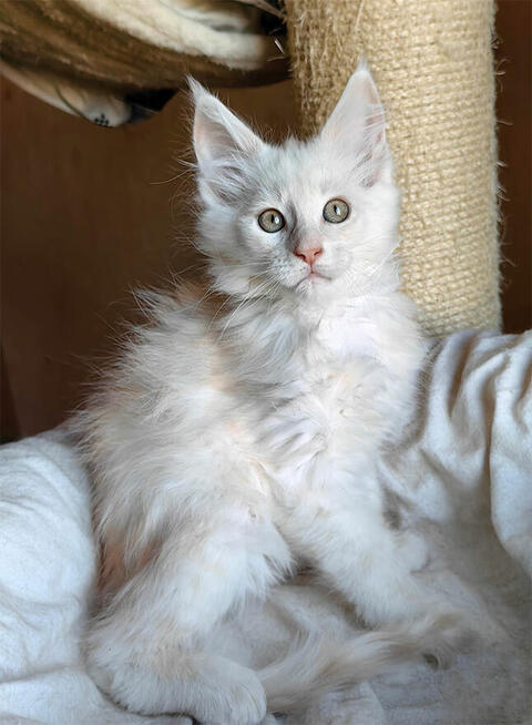 Kocięta Maine Coon rudo-srebrzyste SHADED, z rodowodem FPL