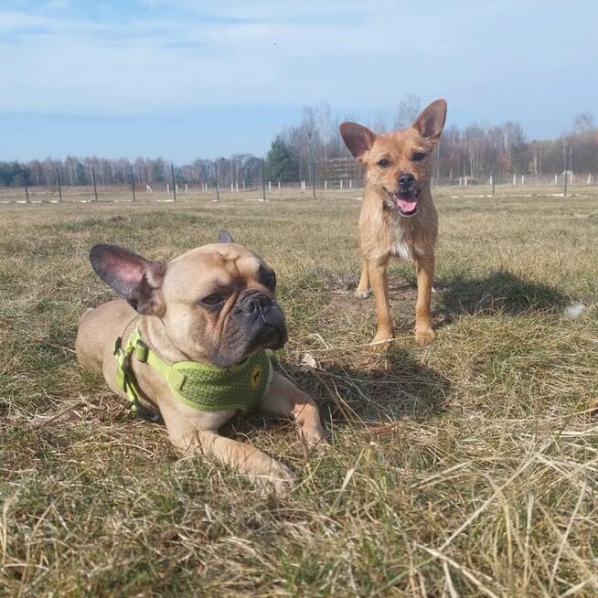 FIGA psie dziecię wesołe uśmiechnięte poleca się do adopcji