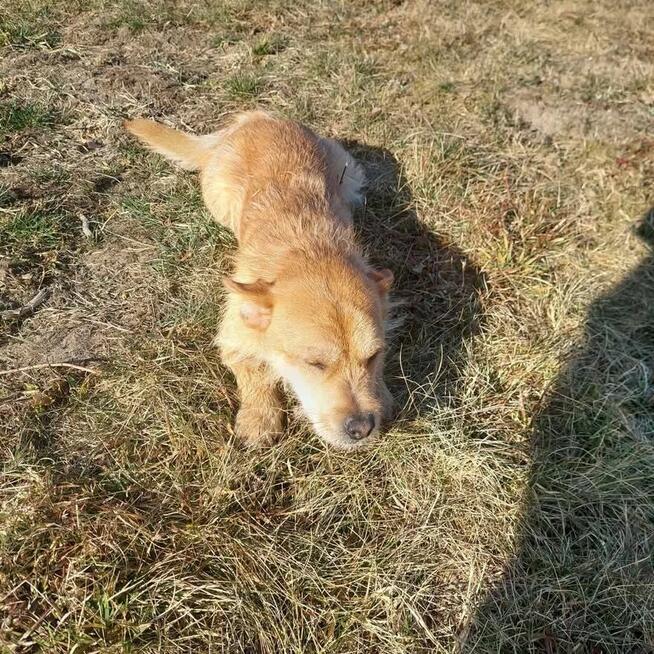 Uśmiechnięty Młodziak lubiący smakołyki poleca się do adopcj