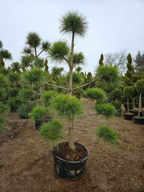BONSAI Sosna Czarna formowana 800 zł