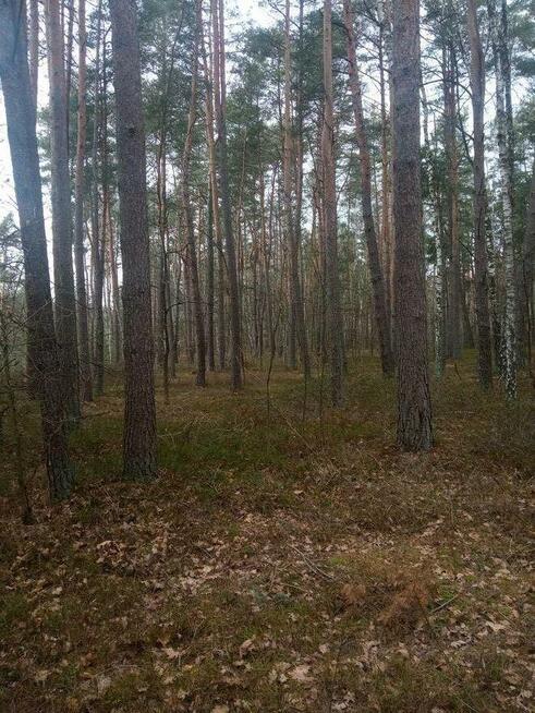 Działka (W-wa 20 min) Dębe Wielkie