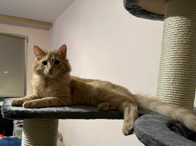 Drapak dla kota na wymiar, darmowa wizualizacja 3D