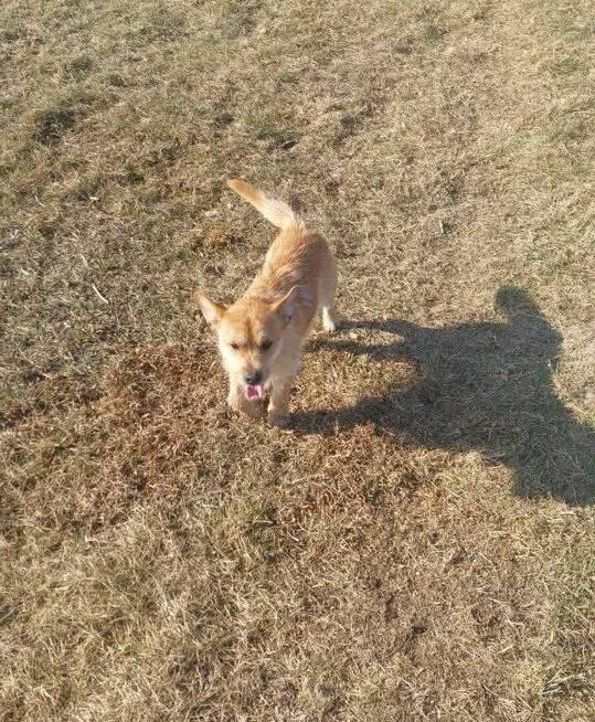 DUDUŚ grzeczny przyjacielski Młodziak poleca się do adopcji