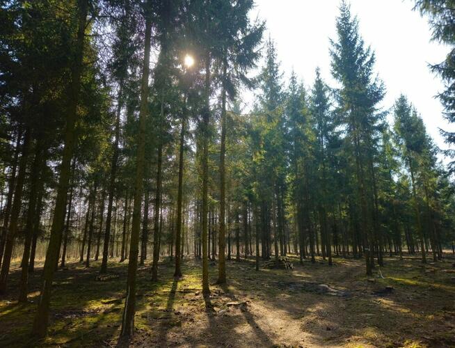 Działki bud. 1202M2; WZ; STUDNIE