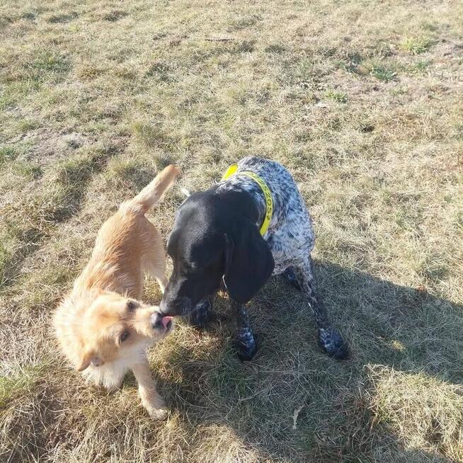 Uśmiechnięty Młodziak lubiący smakołyki poleca się do adopcj