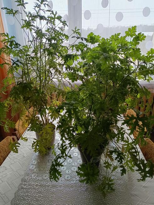 Geranium -rosliny doniczkowe