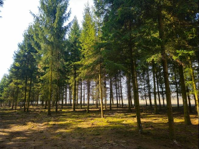 Działki bud. 1202M2; WZ; STUDNIE