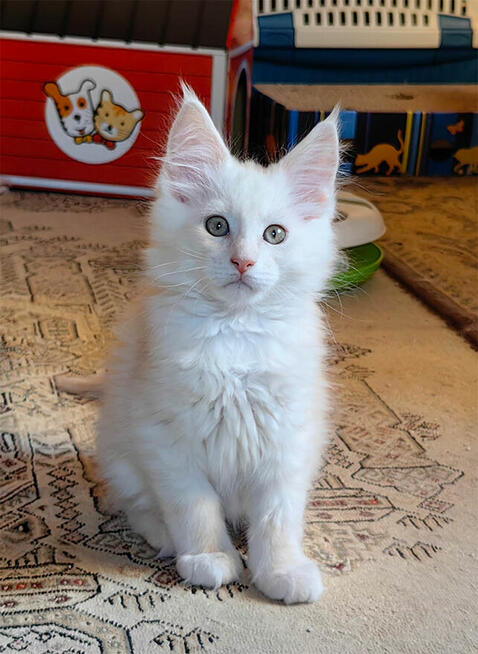 Kocięta Maine Coon rudo-srebrzyste SHADED, z rodowodem FPL