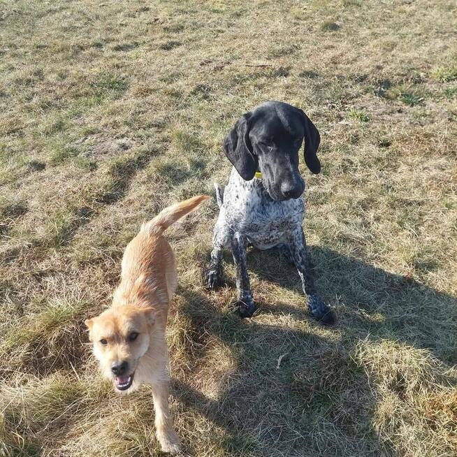 Pogodny uśmiechnięty młodziutki psiak czeka na domek