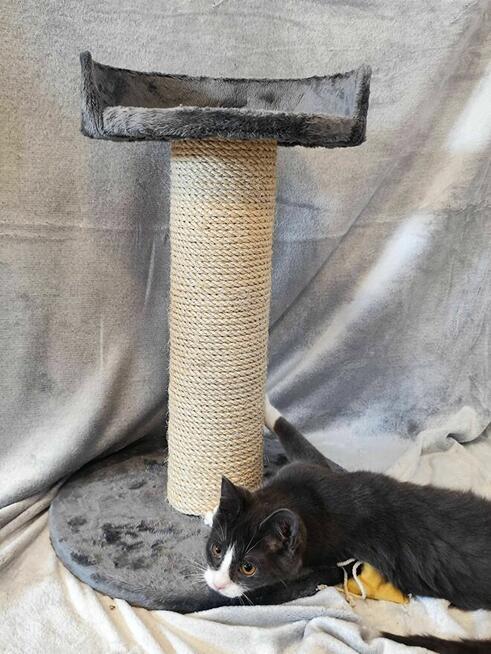 Drapak dla kota na wymiar, darmowa wizualizacja 3D