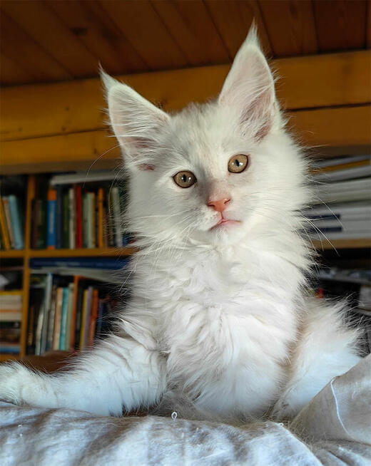 Kocięta Maine Coon rudo-srebrzyste SHADED, z rodowodem FPL