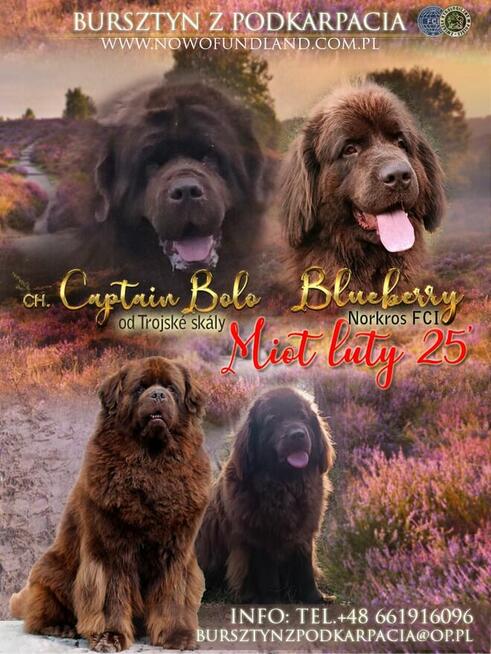 Nowofundland FCI ZKwP brązowe szczenięta
