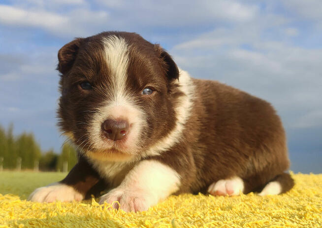 Rasowy sczeniak Border Collie czekoladowej maści z hodowli