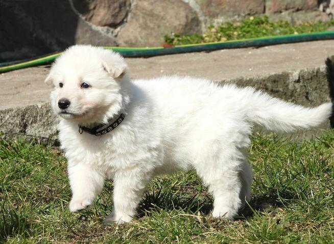 Biały owczarek szwajcarski FCI ZKwP szczeniak samiec