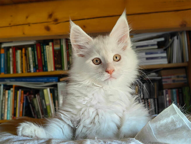 Kocięta Maine Coon rudo-srebrzyste SHADED, z rodowodem FPL