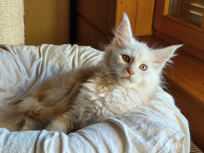 Kocięta Maine Coon rudo-srebrzyste SHADED, z rodowodem FPL
