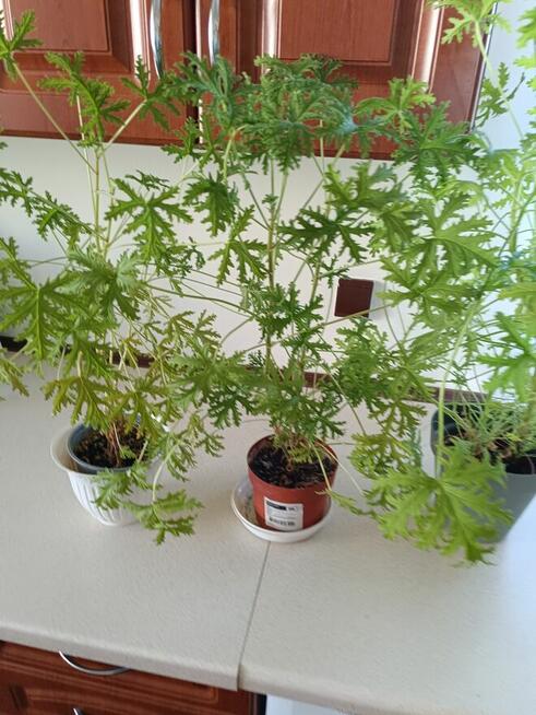 Geranium -rosliny doniczkowe