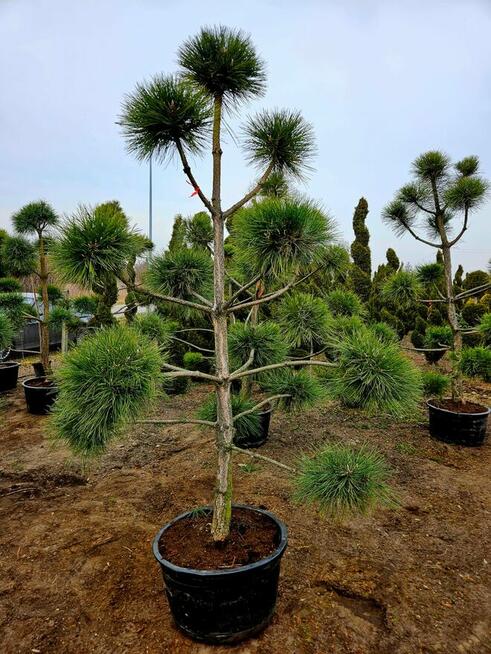 BONSAI Sosna Czarna formowana 800 zł