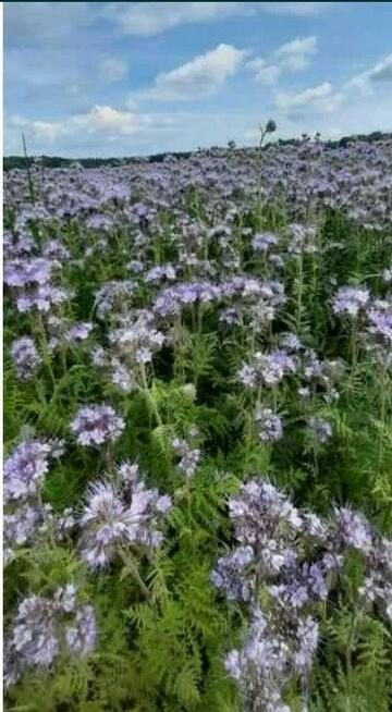 Facelia błękitna. Pierwszy zbiór po C1. Wysyłka!!!