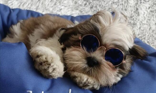 Szczenięta shih-tzu