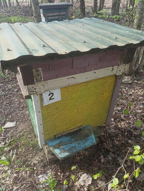 Pszczoły pasieka ule rodziny pszczele