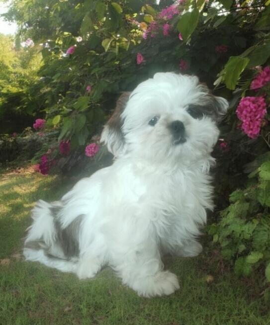 Shih tzu rasowy piesek FCI