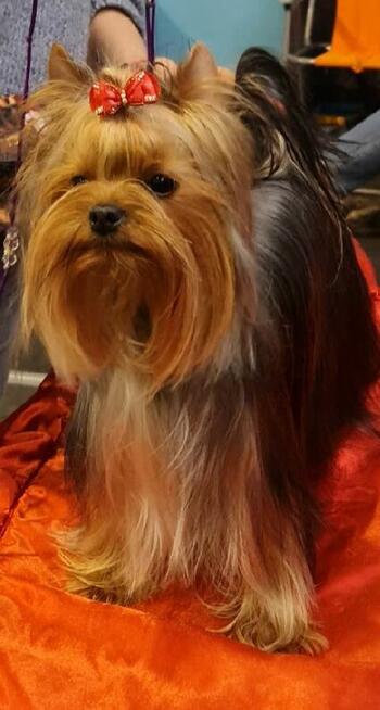 Yorkshire terrier