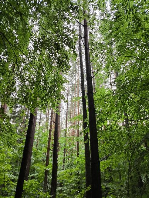 SURVIVAL Z RODZICEM pod W-wą!