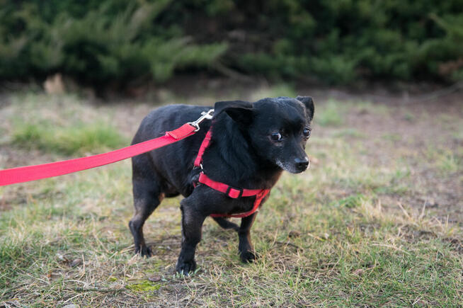 maleńka sunia po śmierci opiekuna trafiła do schroniska