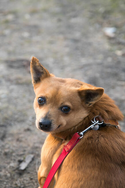 PRECEL- niewielki psiak- po śmierci opiekuna czeka na dom