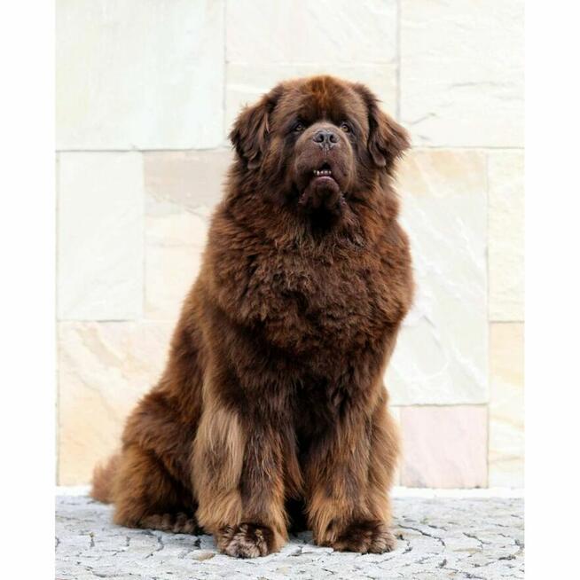 Nowofundland brązowe szczenięta ZKwP FCI