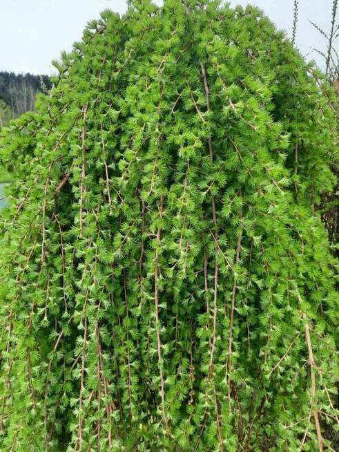 Drzewka szczepione na pniu Katalpy/klony/modrzewie/hakuro/in