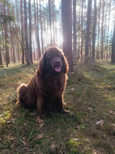 Nowofundland brązowe szczenięta ZKwP FCI