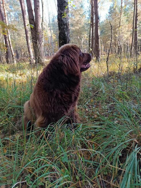 Nowofundland brązowe szczenięta ZKwP FCI
