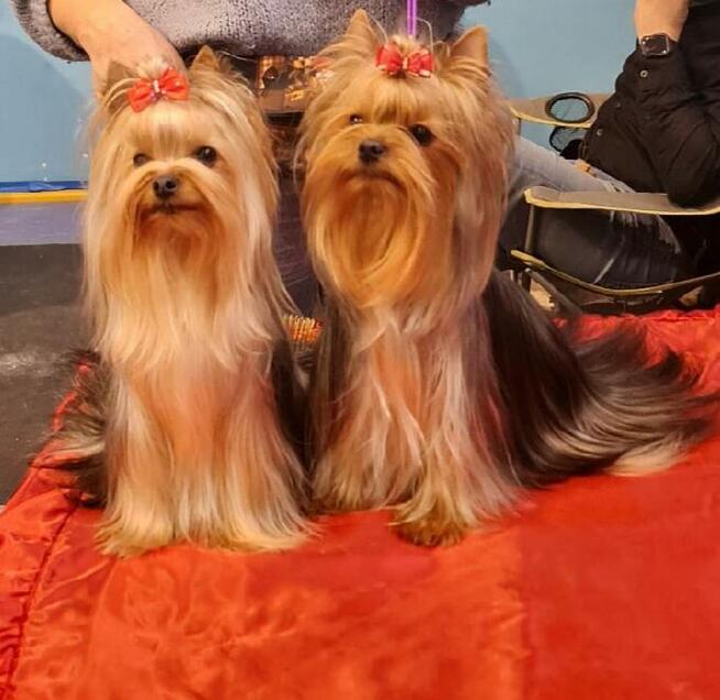 Yorkshire terrier