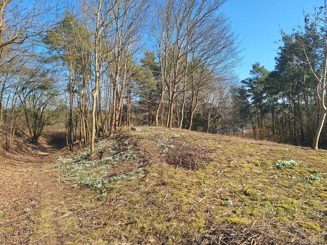 Działka budowlana z prywatnym lasem.