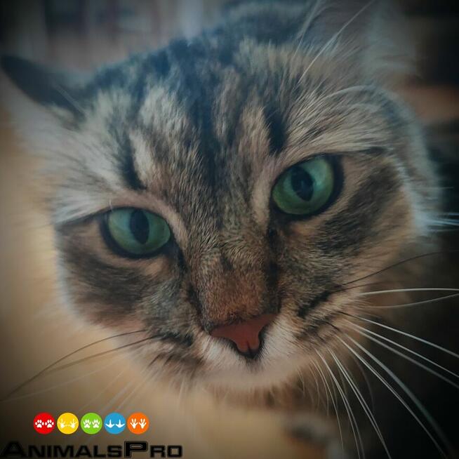 Hotel i opieka dla zwierząt, wyprowadzenie psów