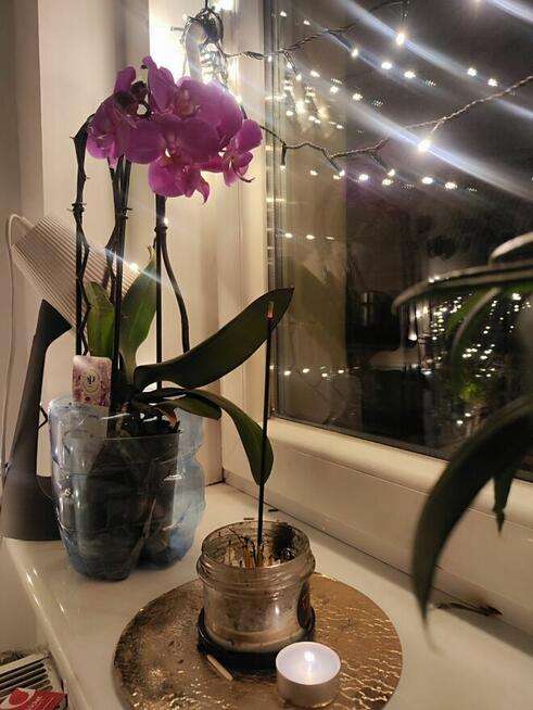 Wynajmę odstąpię pokój w mieszkaniu 5 pokojowym