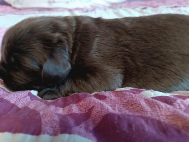 Nowofundland brązowe szczenięta ZKwP FCI