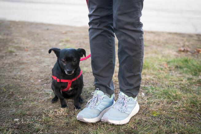 maleńka sunia po śmierci opiekuna trafiła do schroniska