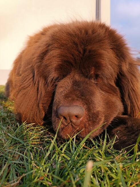 Nowofundland brązowe szczenięta ZKwP FCI