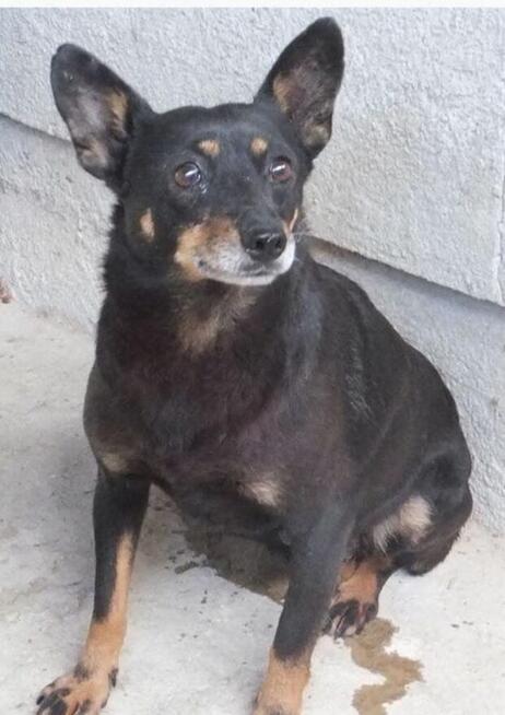 Jadzia - absolutny skarb do pokochania! Łagodna, domowa suni