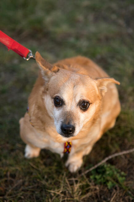 KRAKERS po śmierci pana trafił do schroniska