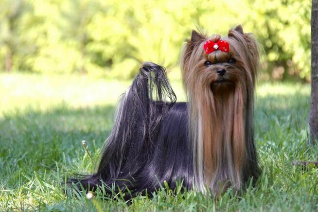 Yorkshire terrier