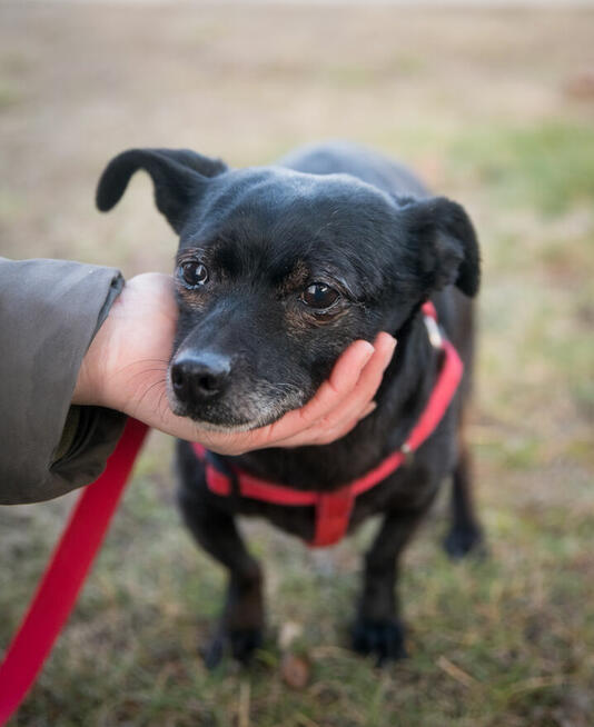 maleńka sunia po śmierci opiekuna trafiła do schroniska