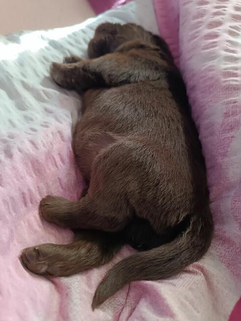 Nowofundland brązowe szczenięta ZKwP FCI