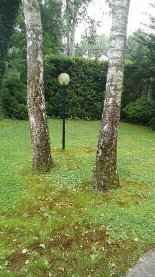 Lokal użytkowy Warszawa Wesoła, Wola Grzybowska, Lipowa