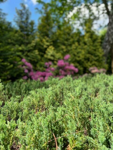 Lokal użytkowy Warszawa Wesoła, Wola Grzybowska, Lipowa