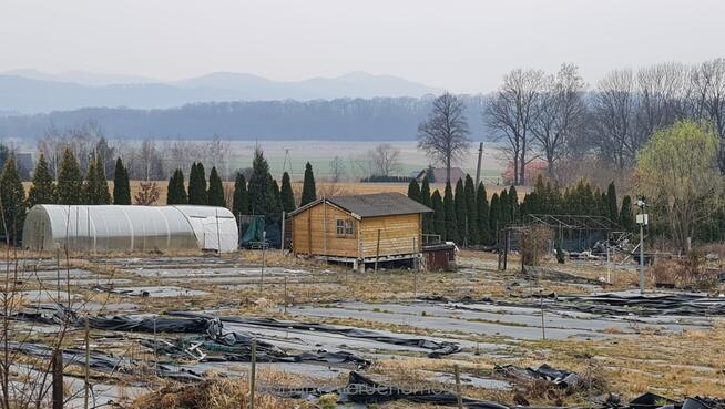 Do wynajęcia działka ogrodnicza Sosnowa