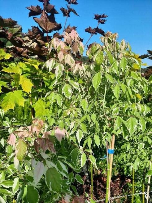 Drzewka szczepione na pniu Katalpy/klony/modrzewie/hakuro/in